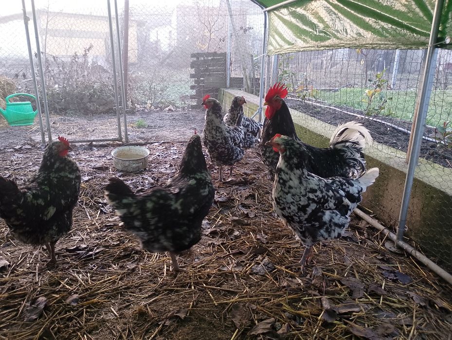 Pita pinta asturiana