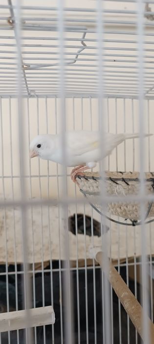 Oq moda kanareyka yirik narsa