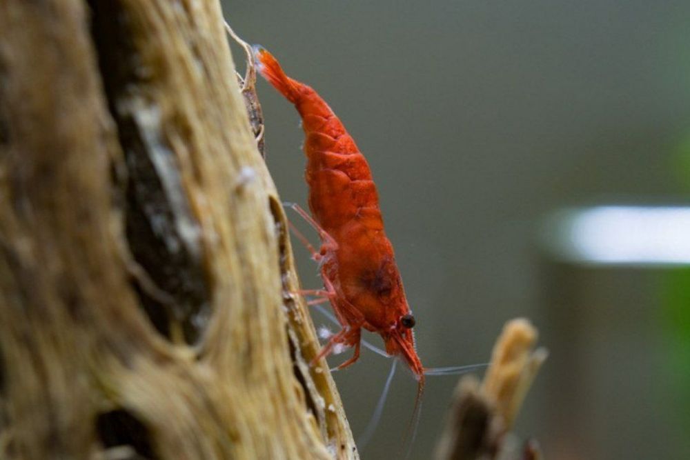 Креветки вишня не прихатливая цвет красный продается  сотилади