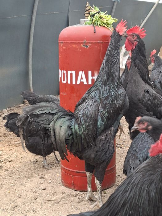 Кора шахзода хуроз. Эски зот.