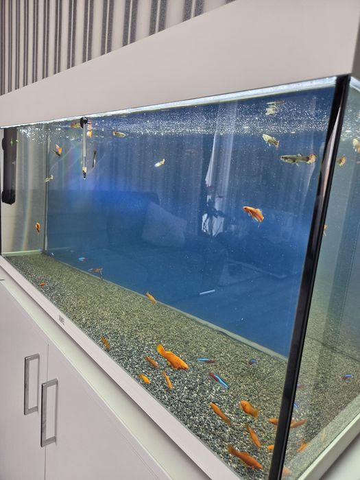 Acvariu juwel 180 litri