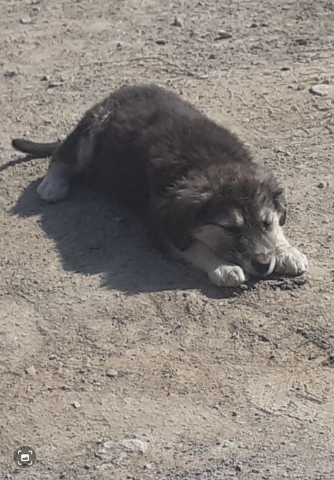 Отдам в добрые руки щенков симпатичных