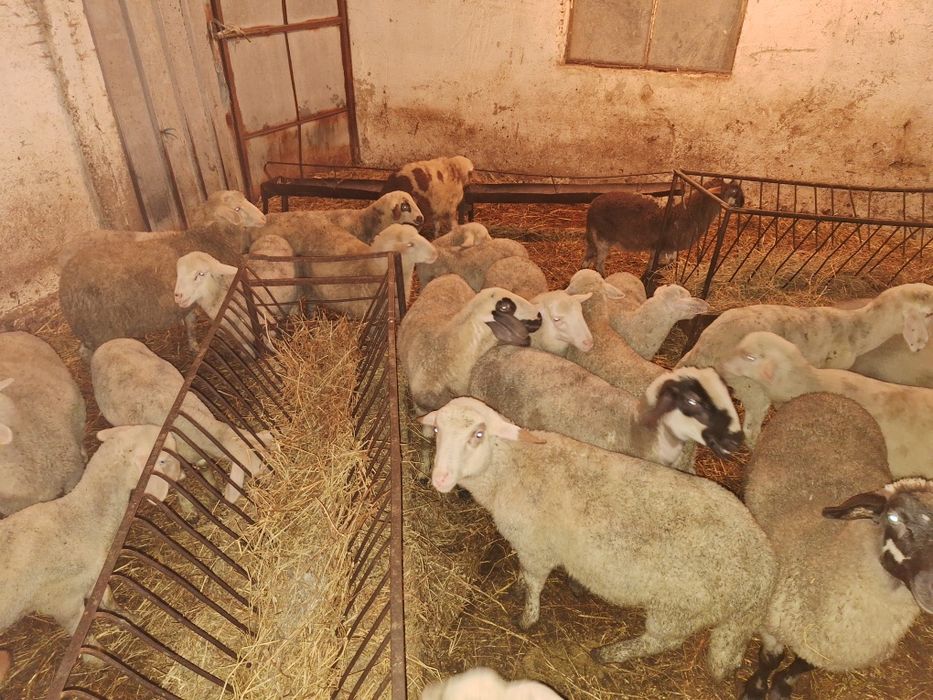 Продавам агнета варненско
