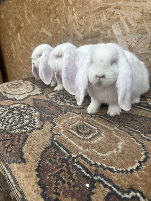 Iepuri berbec german