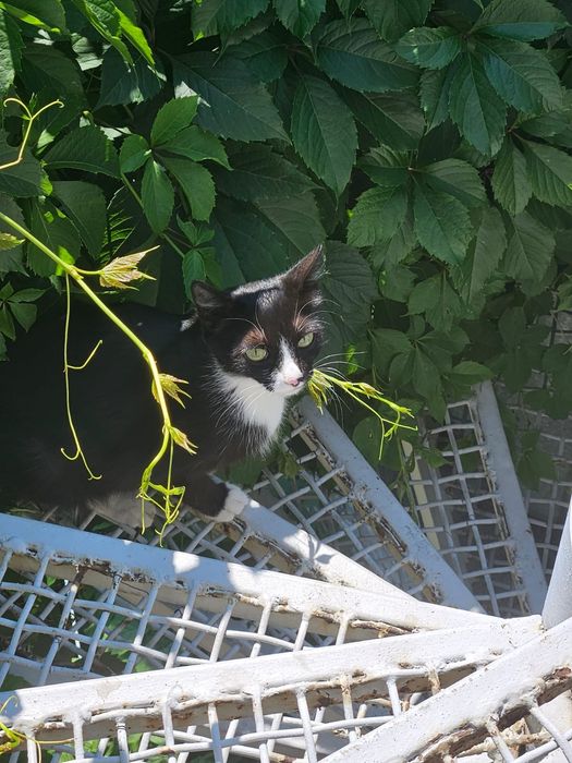 Отдам котёнка в добрые руки