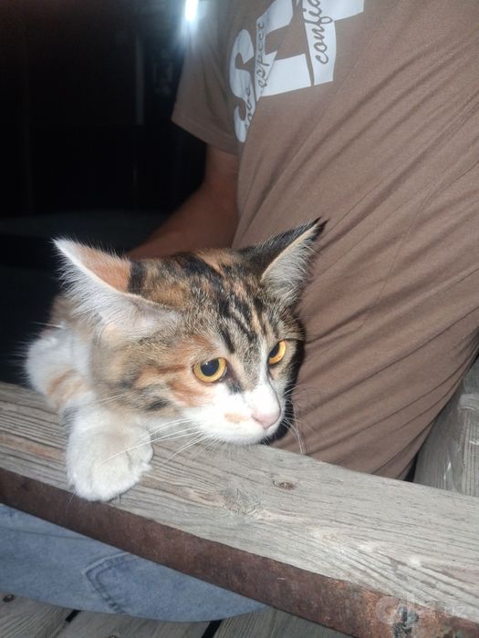 Domestic Longhair