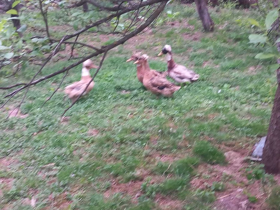 Rate romanesti motate 250 lei perechea