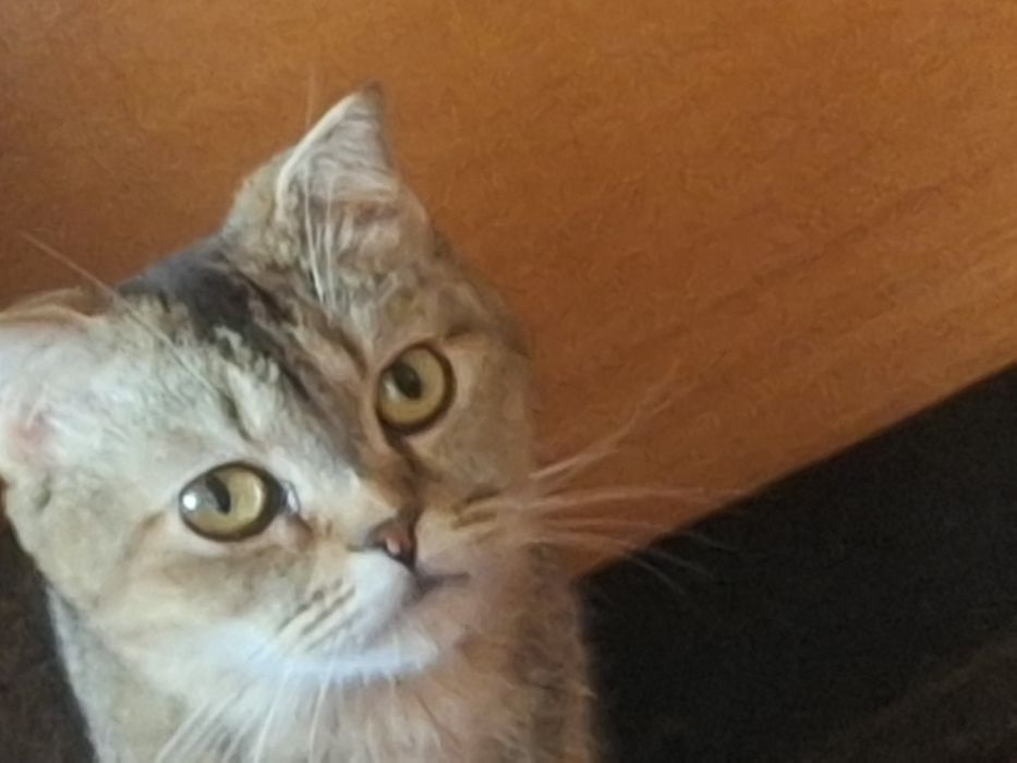 Скотиш страй сотилади