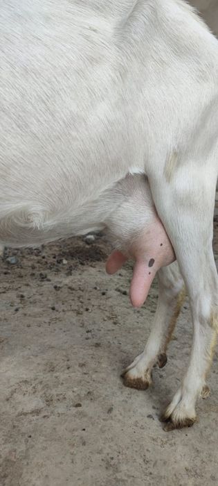 Продаются зааненские козы