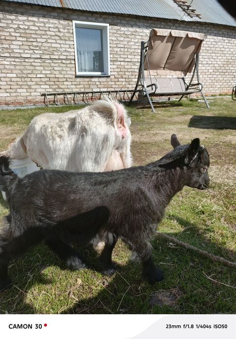 Продам козлика . Альпиеец цена 20000т