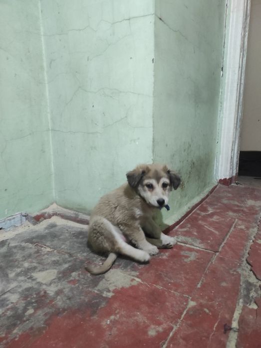 Малышей щенков возраст 2 месяца отдам в добрые руки. Бесплатная достав