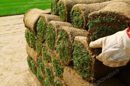 Gazon ekish | tayyor gazon o’rnatish | Газон рулонный