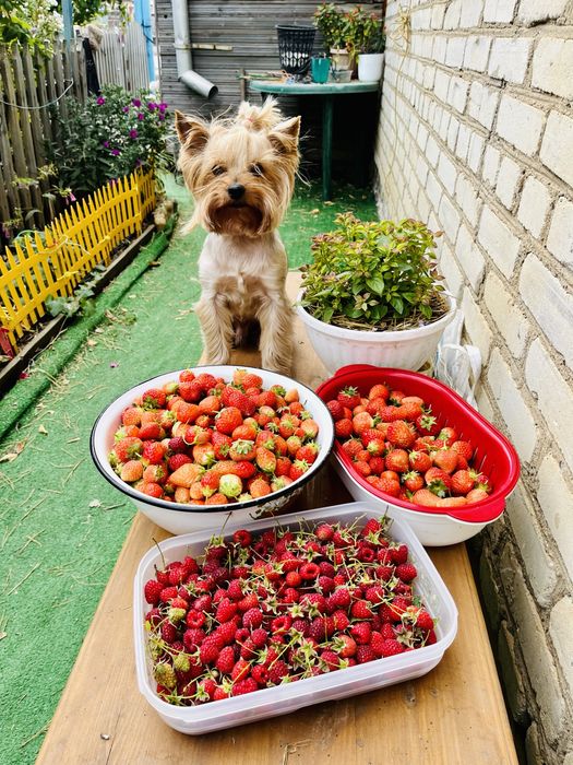 Йоркширский терьер