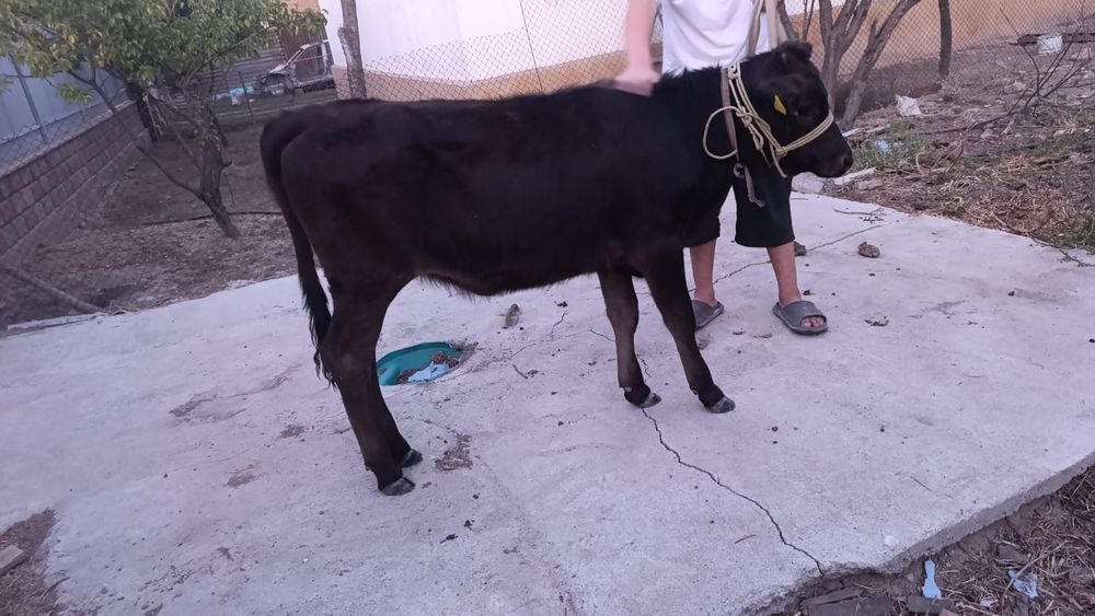 Бузаулы сиыр сатылады