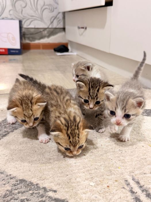 Породистые котята