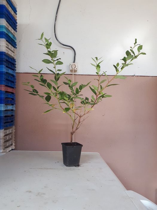 Butasi Afin Aronia Coacaz