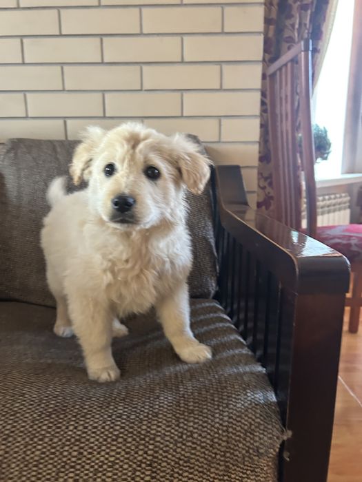 Щенок Бискви ищет дом