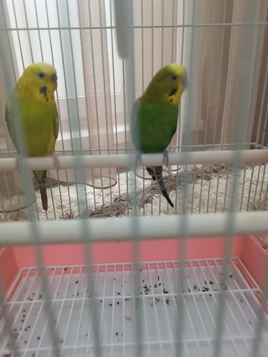 Пара попугаев мальчик и девочка