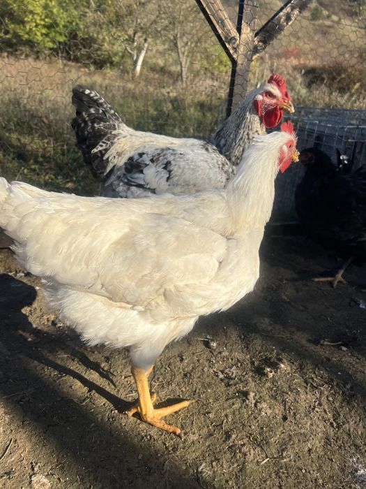 Vând cocoș tânăr