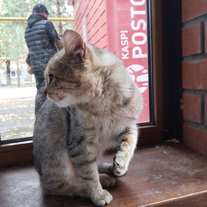 Кот в надёжные руки