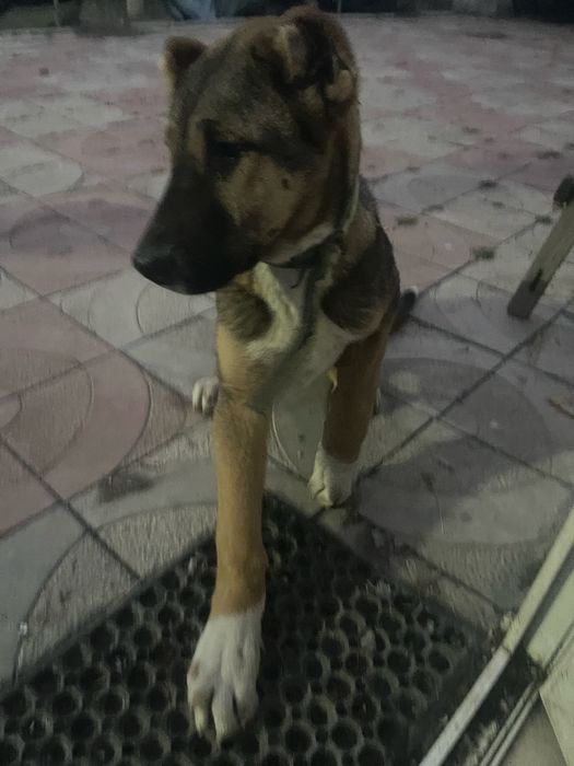 САО Тобеты тяжеловесы