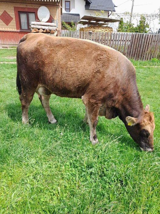 Vând vacă rasa Angus, în vârstă de doi ani, la prima fătare, culoare brună.   Pentru detalii sunați la număr de telefon 0751197375.