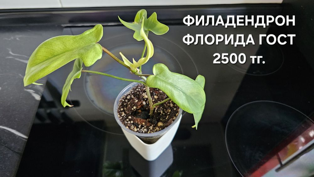 Комнатные растения