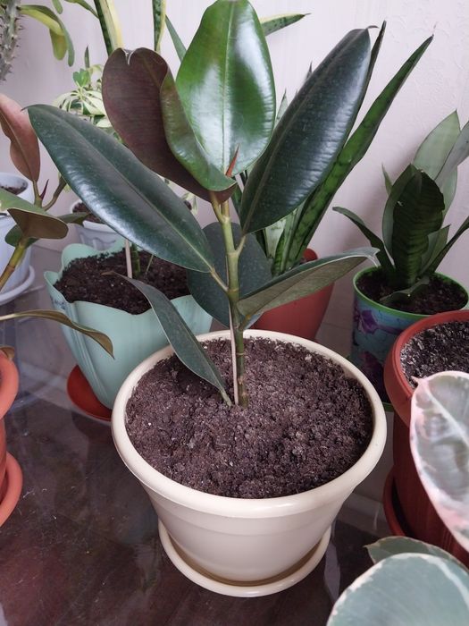 Фикус Черный Принц