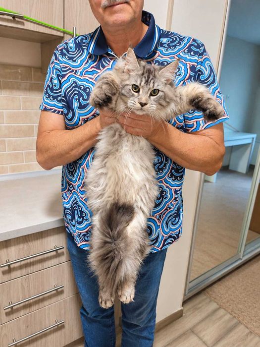 Fifi – Prințesă în argint, Maine Coon | www.lynxrunecode.com