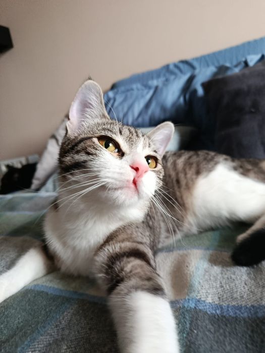 Кошечка с апельсиновыми глазами ищет дом