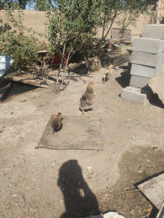 Тауық сатылады 3000 тегнгеден