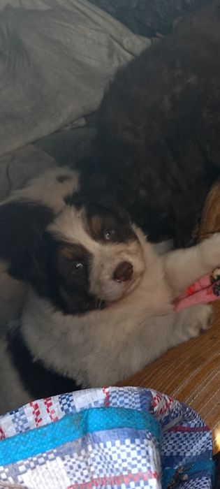 Красавцы дети ищут дом