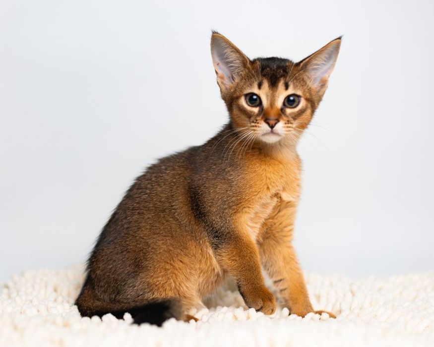 Котята Чаузи дикого и голубого окраса