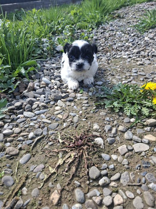 Băiețel/Fetiță Shih Tzu