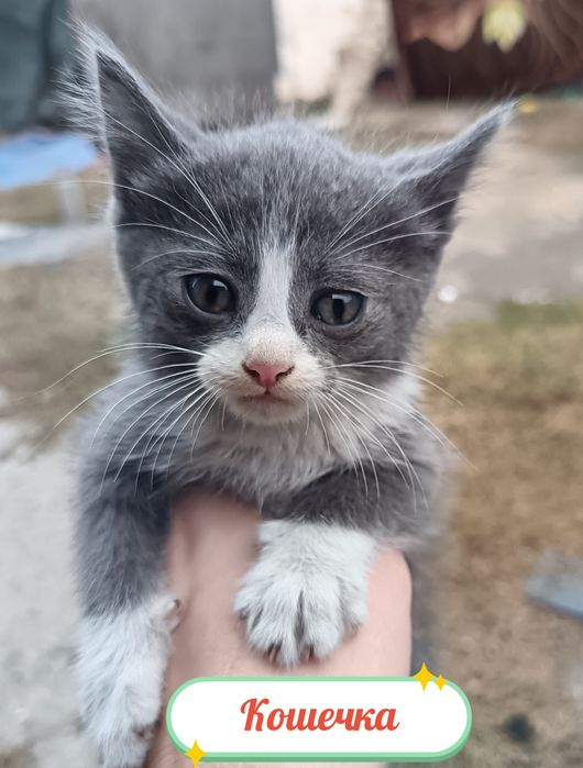 Котята 2 месяца..