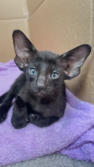 Ориентальные котята