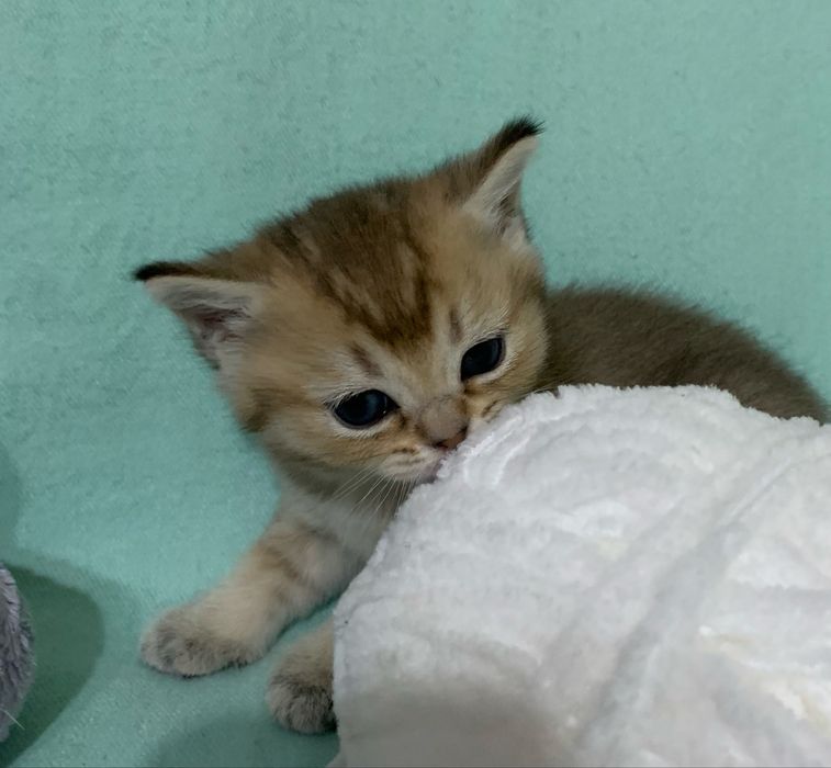 Кошечка шотландская