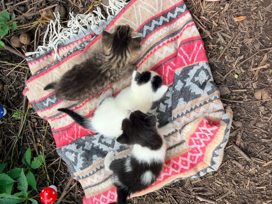 Котята в Добрые Руки!