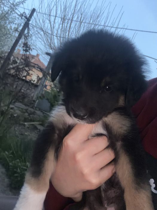 Две мини същества търсят смоят нов дом помогнете им моля ви се