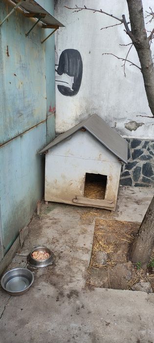 Гъщичка за куче   желязна