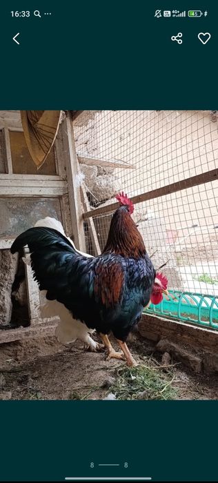 Brama xorozlar sotiladi