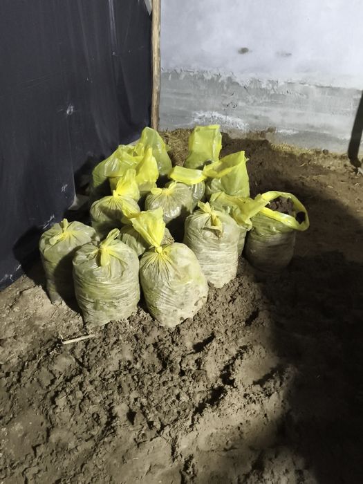 Гўнг бор қопланган текин