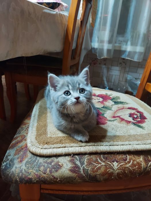 Продаю породистых котят