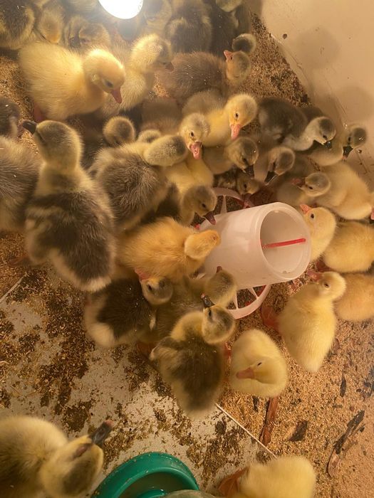 Серый гуси Линда