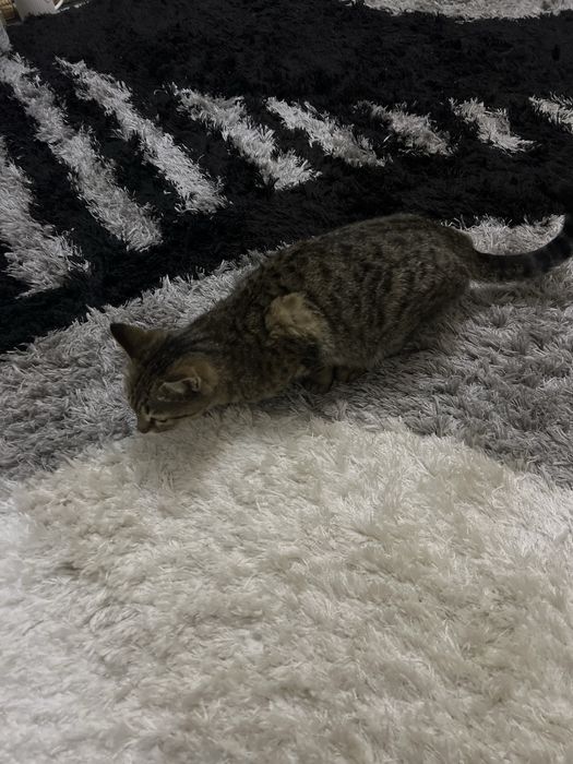 отдадим кошку даром беременная