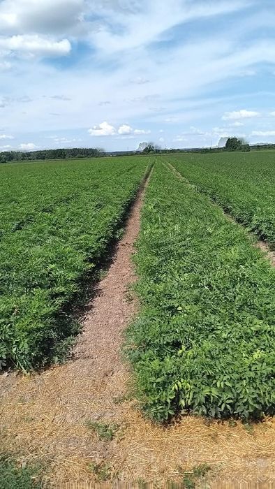 Puiet brad molid frasan stejar,