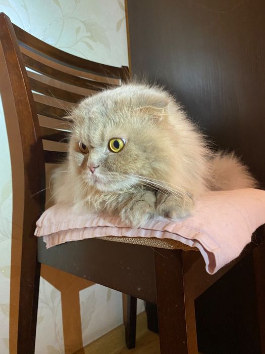 Отдам кота в хорошие руки