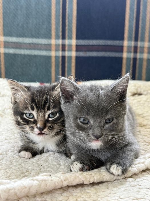 Обученные котята
