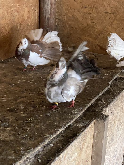 Vand porumbei pave si incaltati