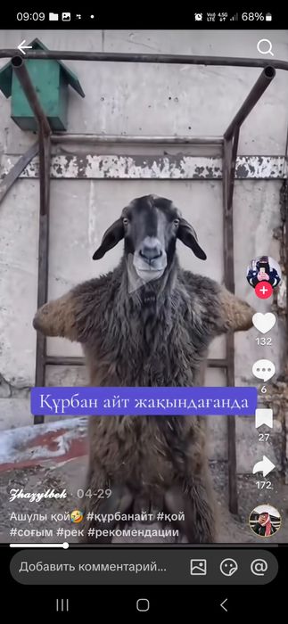 Қой сосямыз ! Барып сойамыз